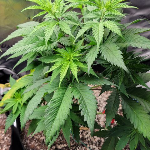 Original Skunk #1 growlog timeline photo