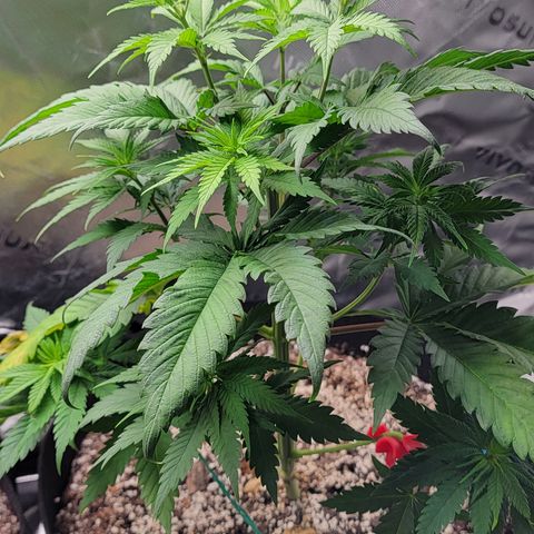 Original Skunk #1 growlog timeline photo