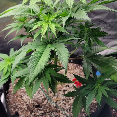 Original Skunk #1 growlog timeline photo