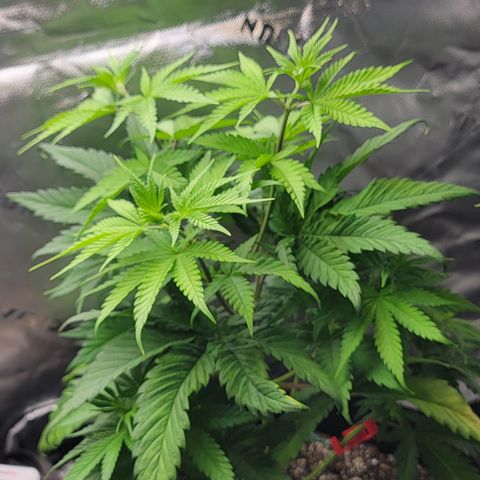 Original Skunk #1 growlog timeline photo
