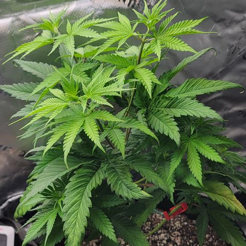 Original Skunk #1 growlog timeline photo