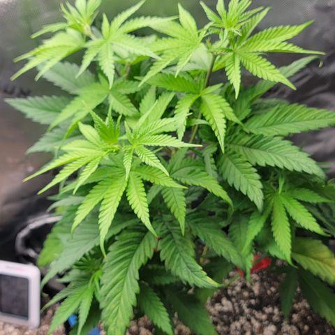 Original Skunk #1 growlog timeline photo