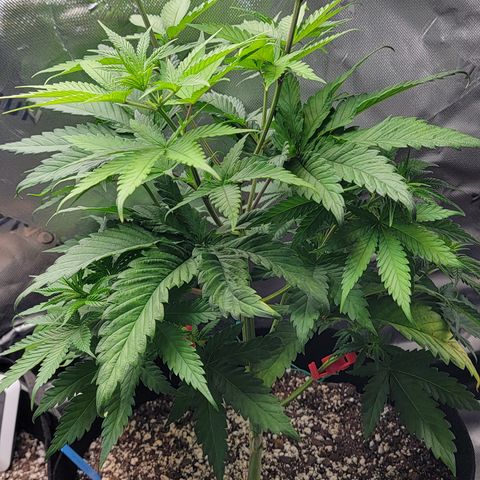 Original Skunk #1 growlog timeline photo