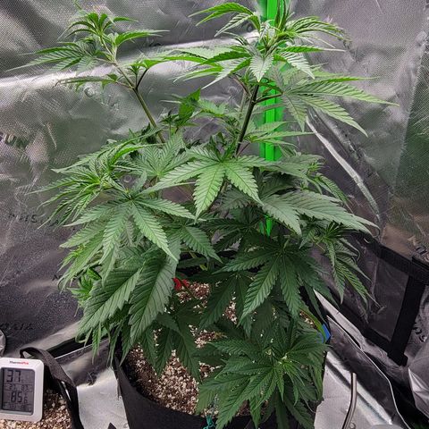 Original Skunk #1 growlog timeline photo