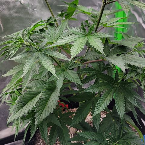 Original Skunk #1 growlog timeline photo