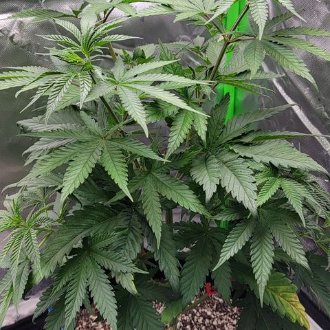 Original Skunk #1 growlog timeline photo