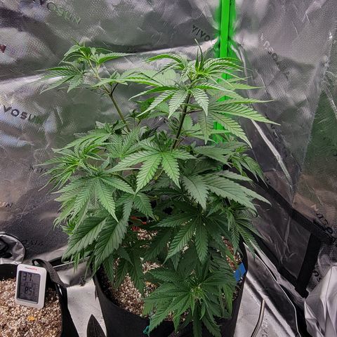 Original Skunk #1 growlog timeline photo