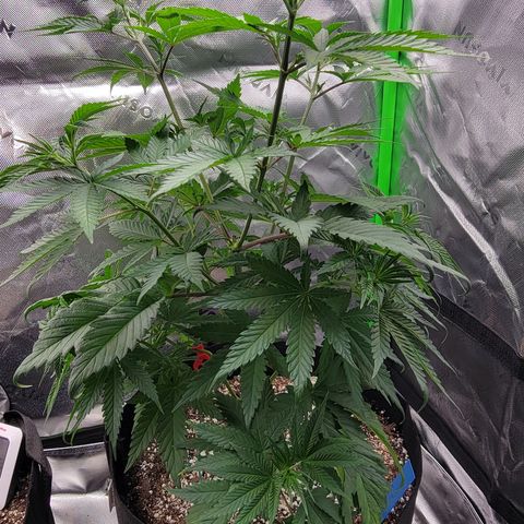 Original Skunk #1 growlog timeline photo