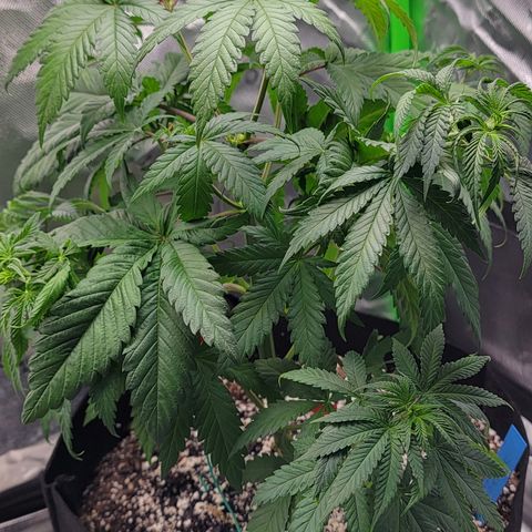 Original Skunk #1 growlog timeline photo