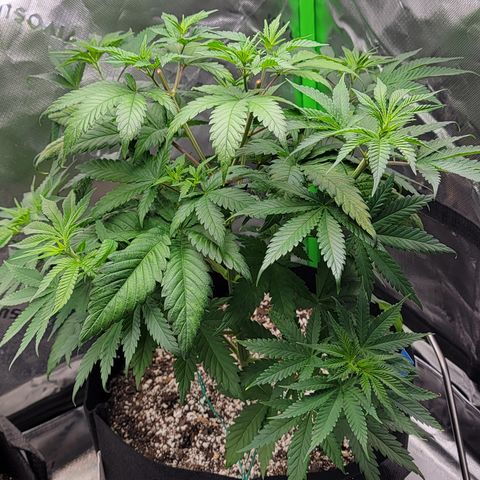 Original Skunk #1 growlog timeline photo