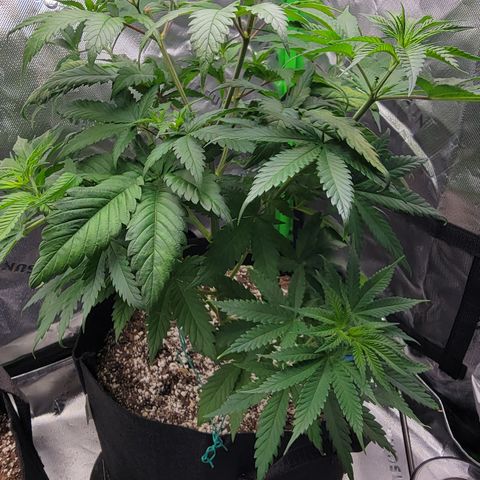 Original Skunk #1 growlog timeline photo