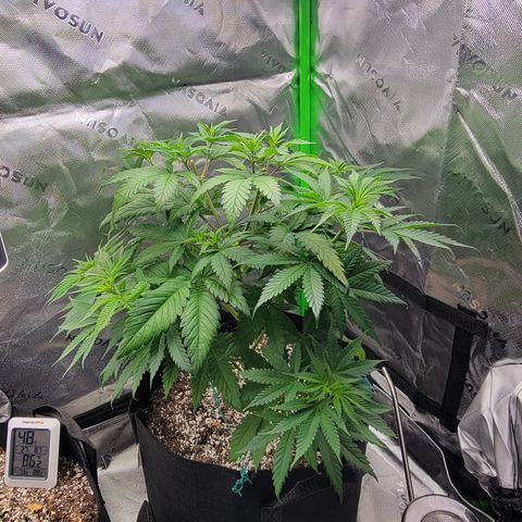 Original Skunk #1 growlog timeline photo