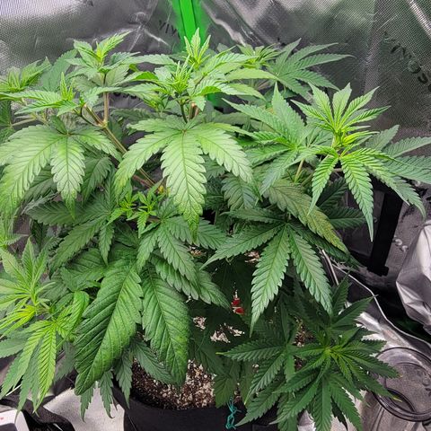 Original Skunk #1 growlog timeline photo