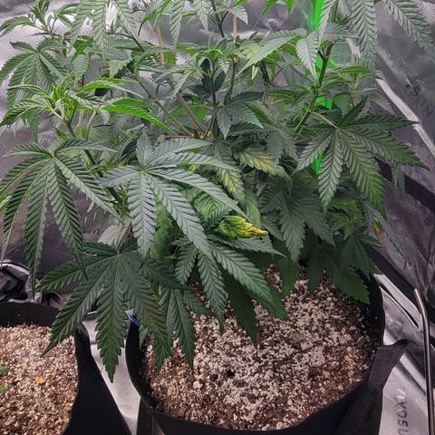 Original Skunk #1 growlog timeline photo