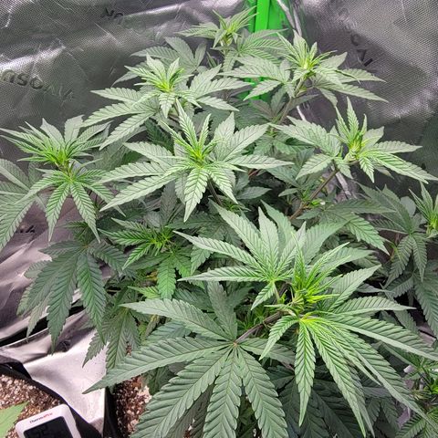Original Skunk #1 growlog timeline photo