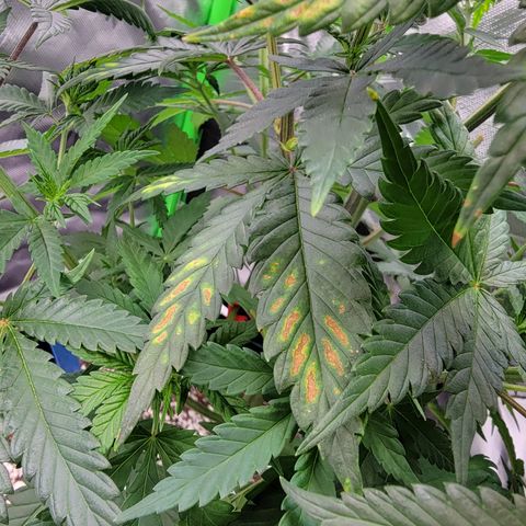 Original Skunk #1 growlog timeline photo