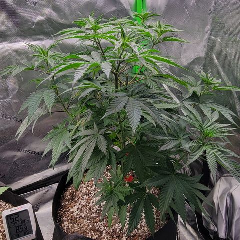 Original Skunk #1 growlog timeline photo