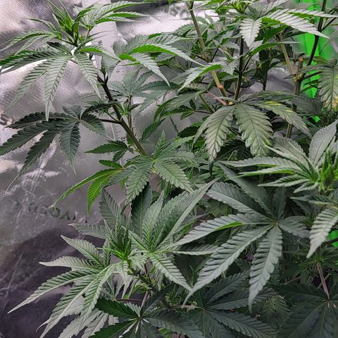 Original Skunk #1 growlog timeline photo