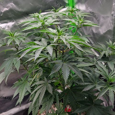 Original Skunk #1 growlog timeline photo
