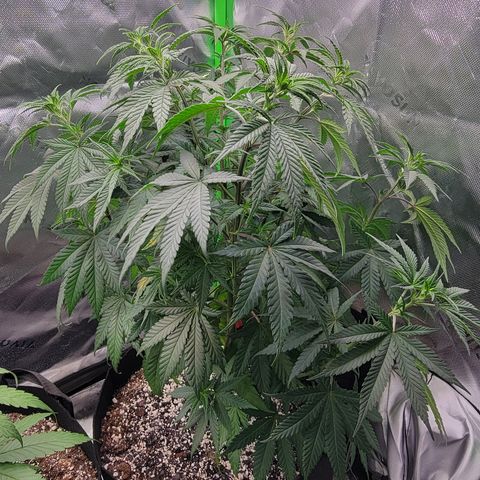 Original Skunk #1 growlog timeline photo
