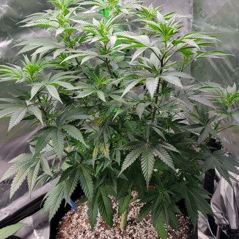 Original Skunk #1 growlog timeline photo