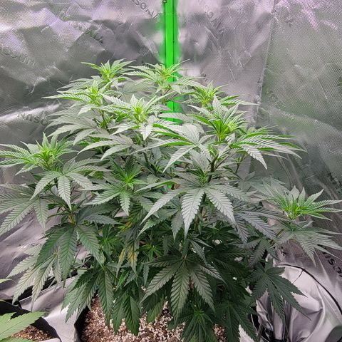 Original Skunk #1 growlog timeline photo