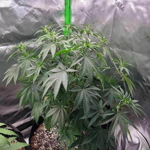 Original Skunk #1 growlog timeline photo