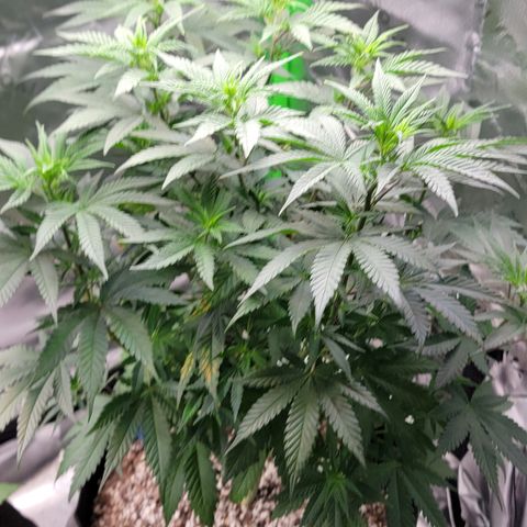 Original Skunk #1 growlog timeline photo