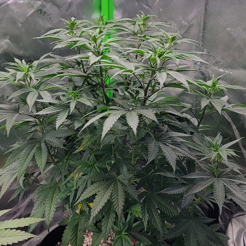 Original Skunk #1 growlog timeline photo