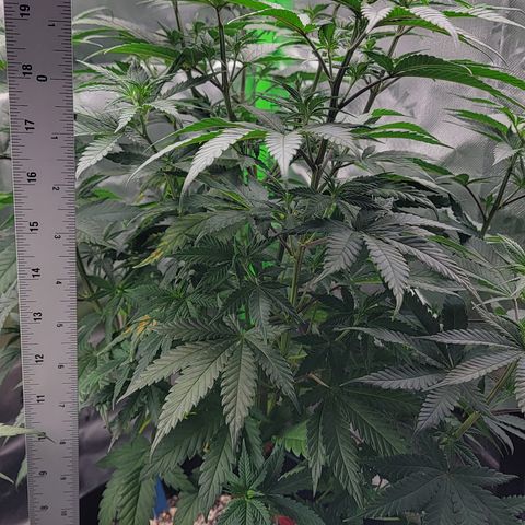 Original Skunk #1 growlog timeline photo