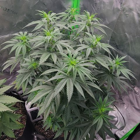 Original Skunk #1 growlog timeline photo