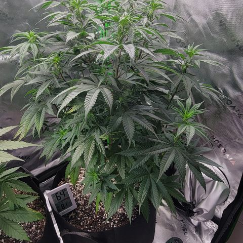 Original Skunk #1 growlog timeline photo