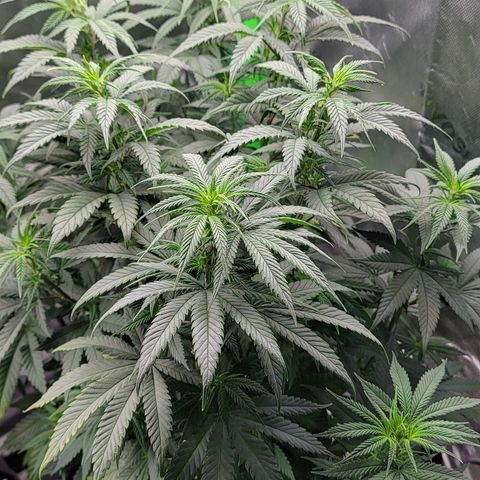 Original Skunk #1 growlog timeline photo