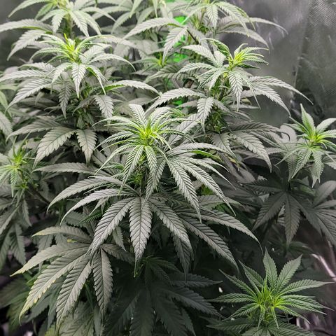Original Skunk #1 growlog timeline photo