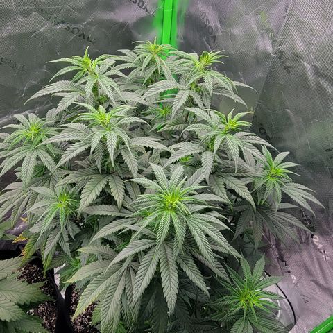 Original Skunk #1 growlog timeline photo
