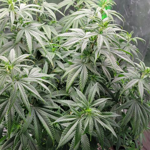 Original Skunk #1 growlog timeline photo