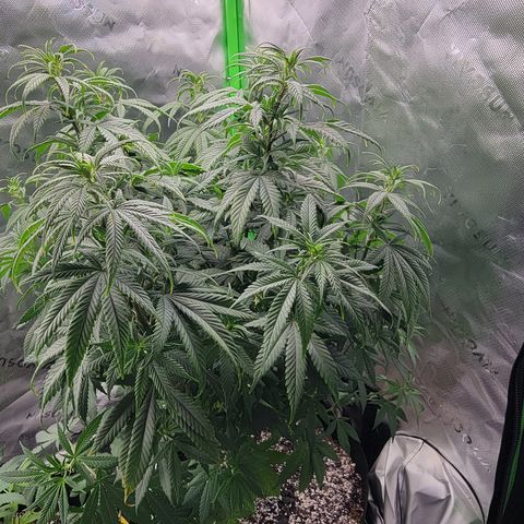 Original Skunk #1 growlog timeline photo