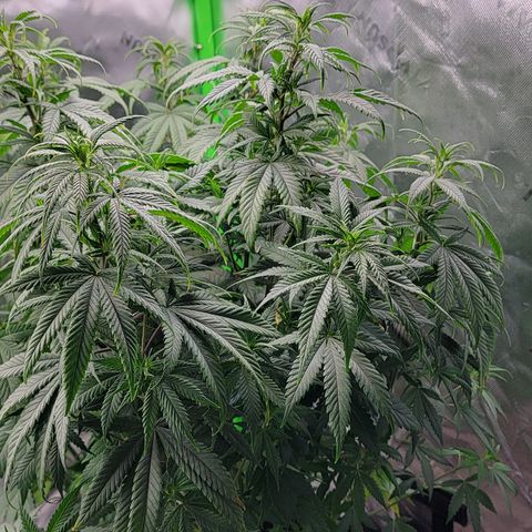 Original Skunk #1 growlog timeline photo