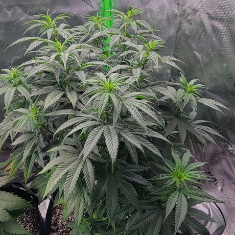 Original Skunk #1 growlog timeline photo