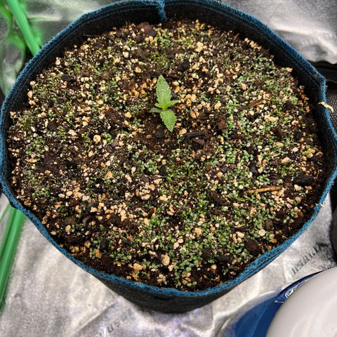 Purple Punch Auto growlog photo: Planted clover on 12/5