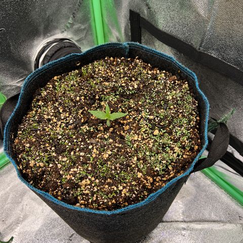 Gorilla Cookies Auto growlog photo: Planted clover on 12/5