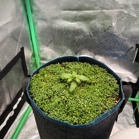 Purple Punch Auto growlog photo: Just waterd. Looks over waterd. Will let it dry out for 2 days. Will check on 12/14 if it needs water or can go one more day without water