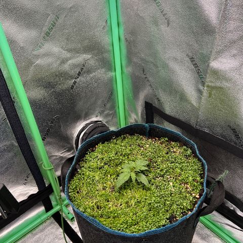 Gorilla Cookies Auto growlog timeline photo
