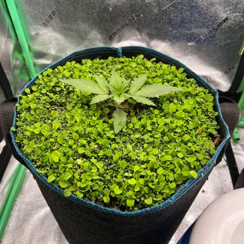 Purple Punch Auto growlog photo: Looking good