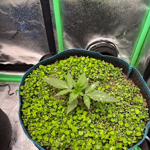 Gorilla Cookies Auto growlog photo: Looking good