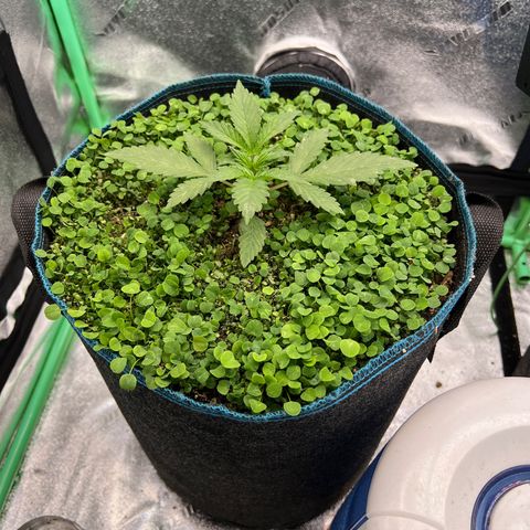 Purple Punch Auto growlog timeline photo