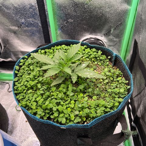 Gorilla Cookies Auto growlog photo: Spots on leaves are from top dressing getting on the leaves a little