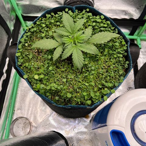 Purple Punch Auto growlog photo: Just waterd thats why everything looks matted down
