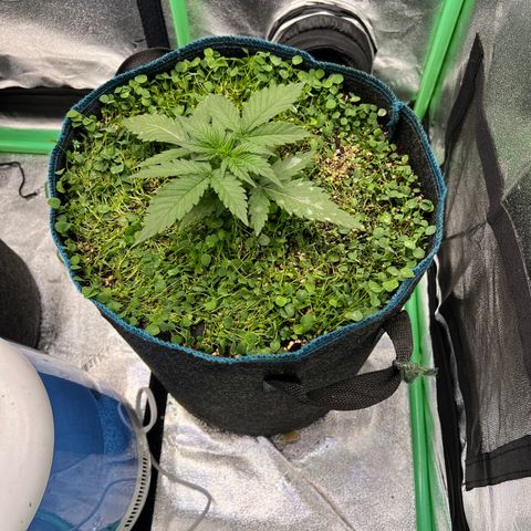 Gorilla Cookies Auto growlog photo: Just waterd thats why everything looks matted down
