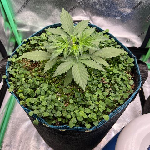 Purple Punch Auto growlog photo: Topped her today